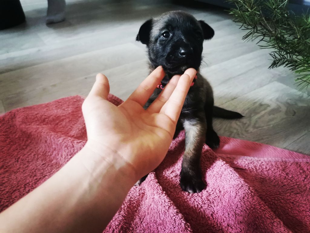 Chiot de la portée myley n'taïko du bois de l'arnede